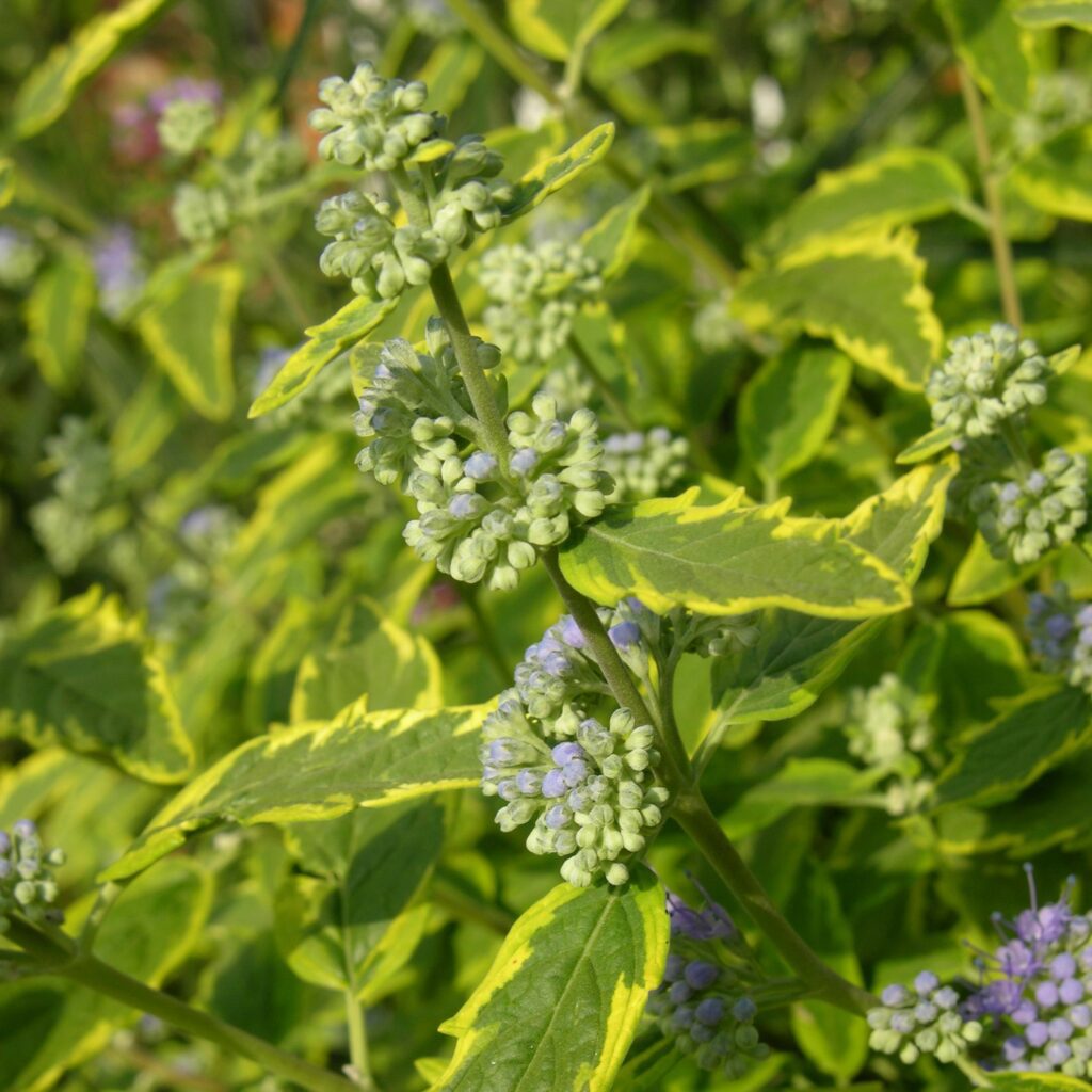 Caryopteris clandonensis ‘Summer Sorbet’ 3L 5023242392240
