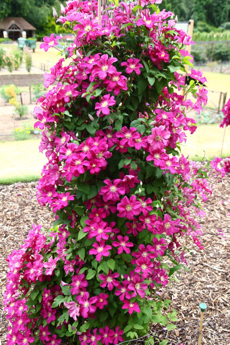 Clematis in clay soil