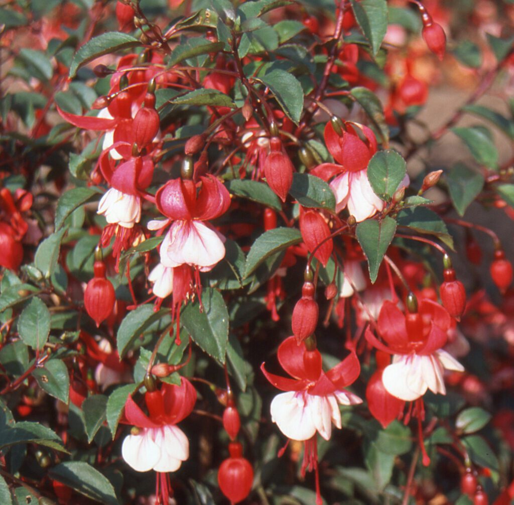 Fuchsia ‘Snowcap’ 2L 5023242198101