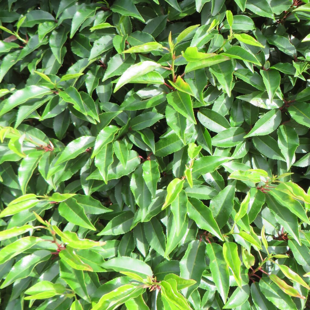 Prunus lusitanica ‘Angustifolia’ 2L 5023242349947