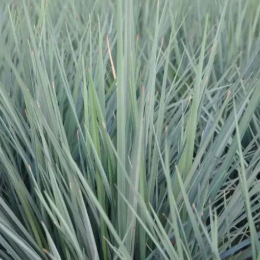Dianella revoluta ‘Coolvista’ 2L 5023242388144