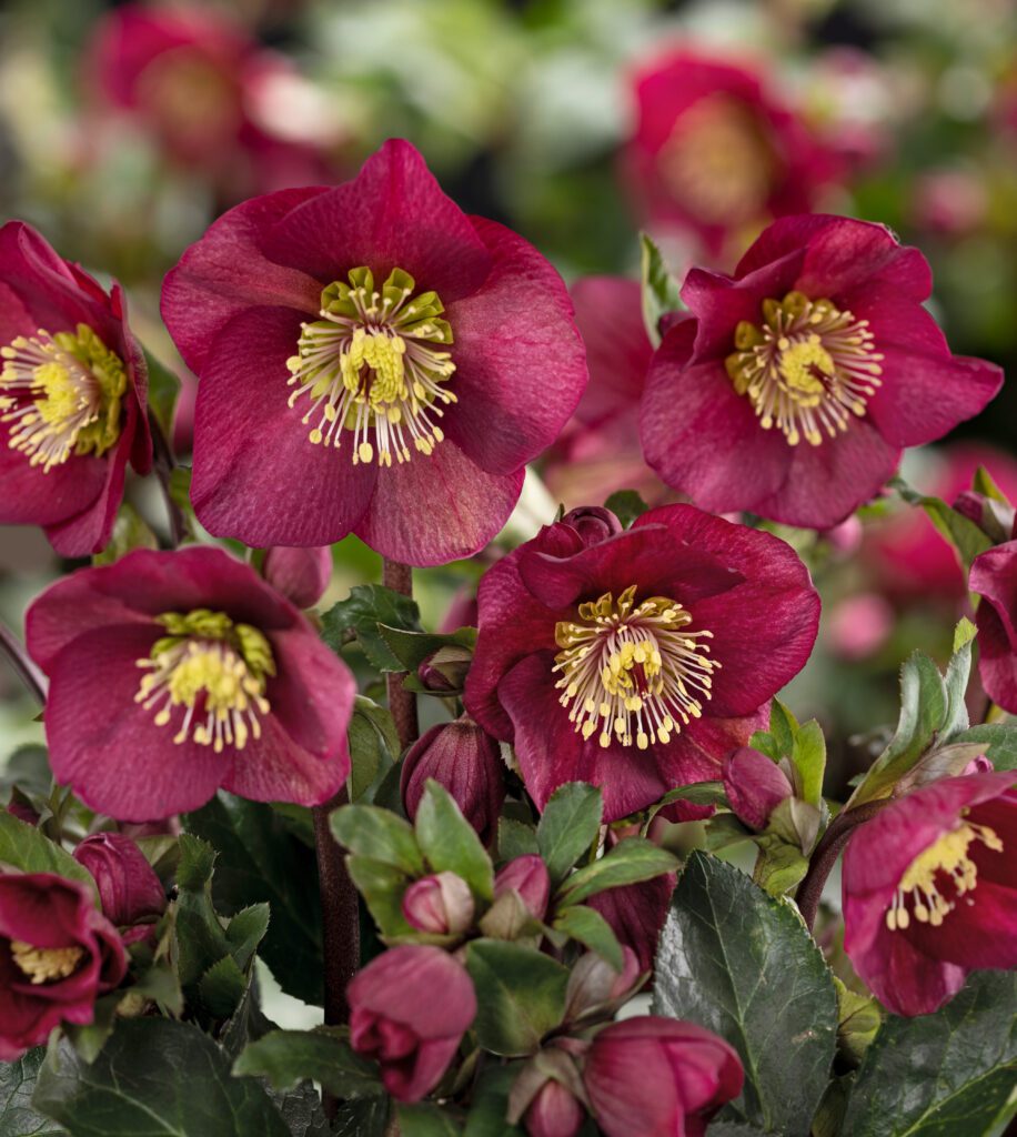 Helleborus ‘Ice N Roses Benotta’ 3L 5023242390635 2