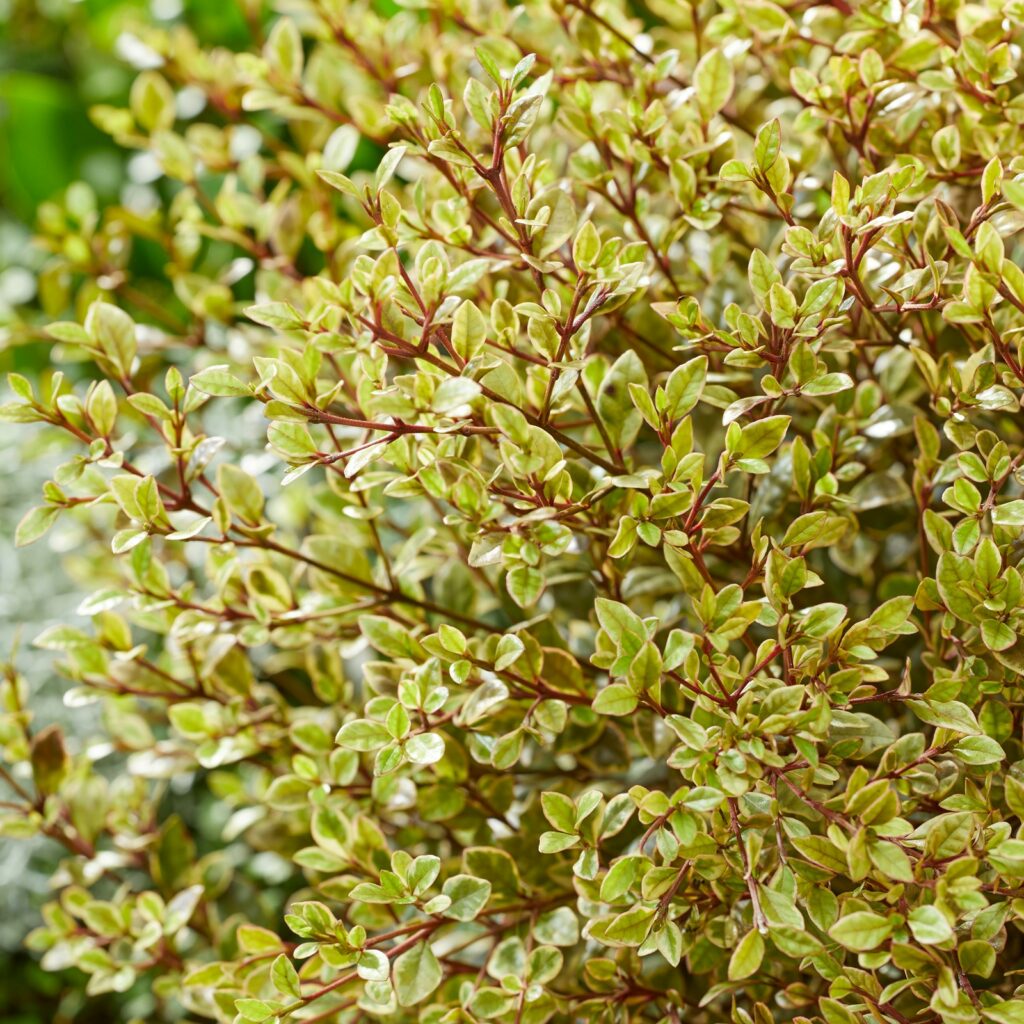 Lophomyrtus ralphii ‘Golden Dragon’ 3L 5023242394459 2