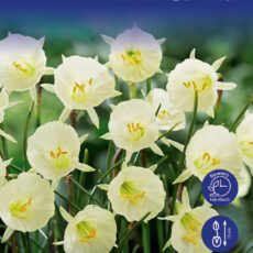 Daffodil Bulbs Arctic Bells