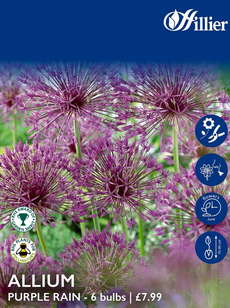 Allium Bulbs Purple Rain 8718641995853 2