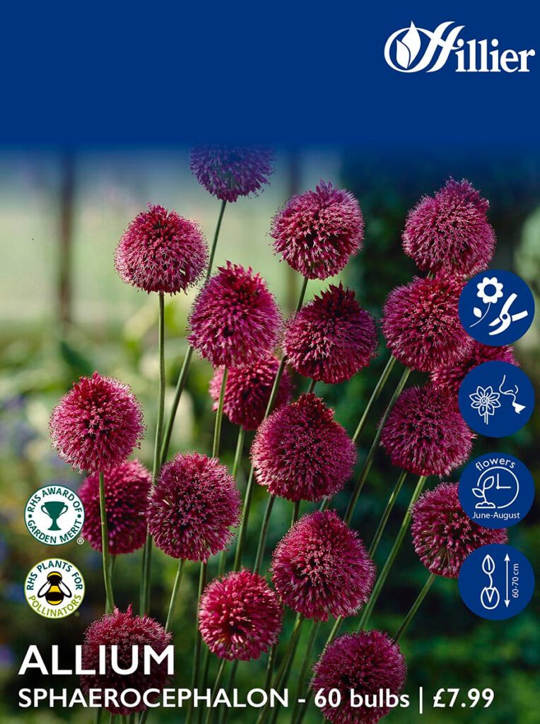 Allium Bulbs Sphaerocephalon 8718641995884 2