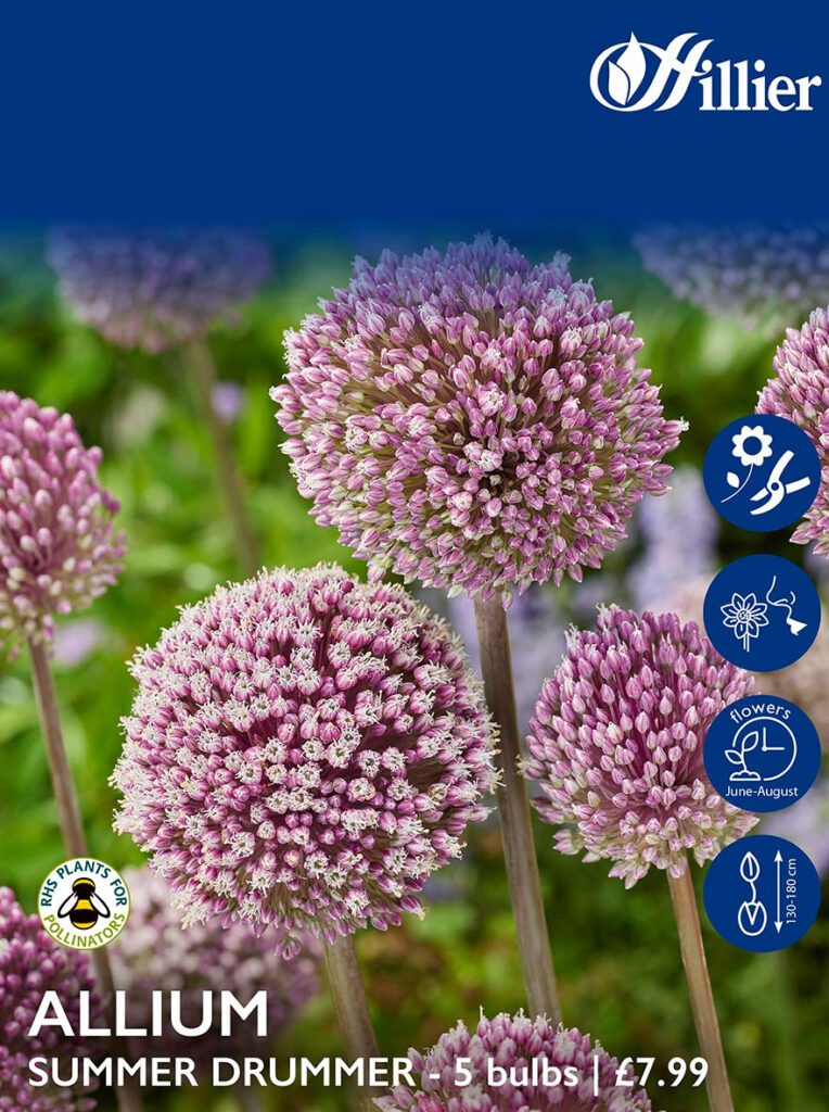 Allium Bulbs Summer Drummer 8718641995891 2