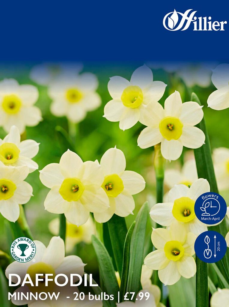 Daffodil Bulbs Minnow 8718641995921 2