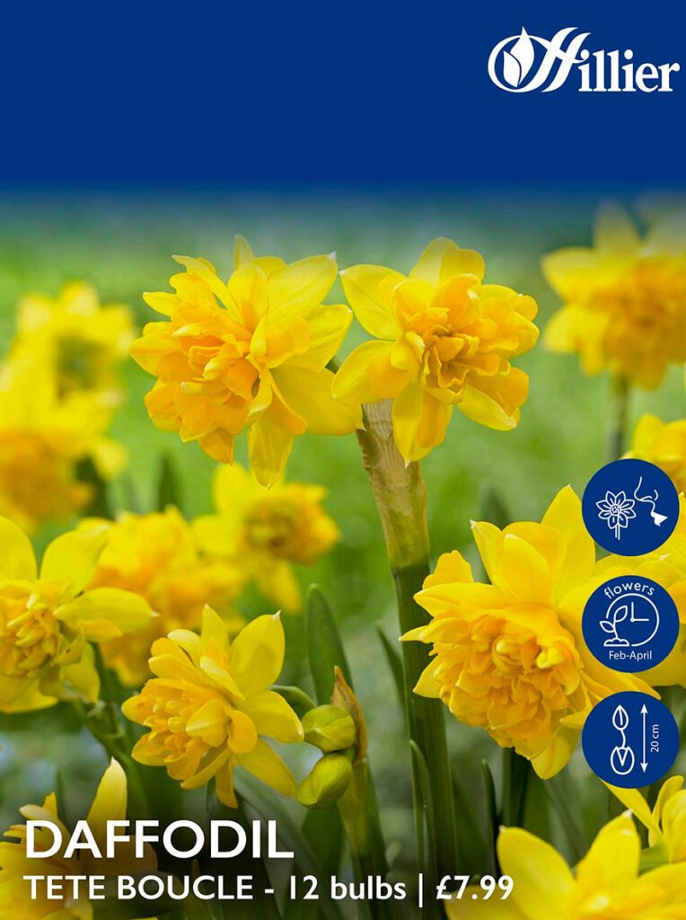 Daffodil Bulbs Tete Boucle 8718641995969 2