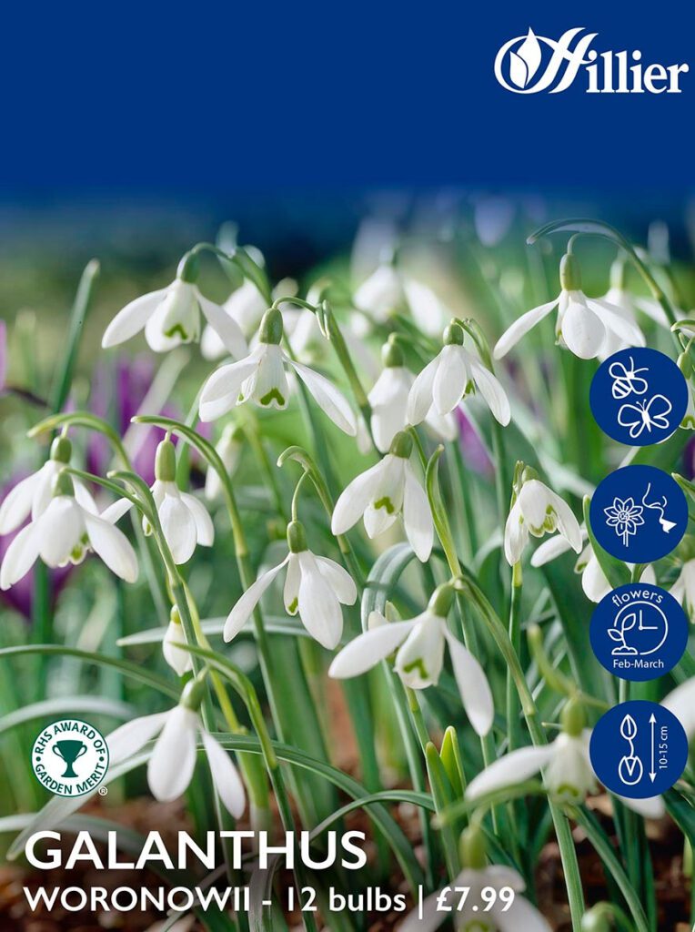 Snowdrop Bulbs Woronwii 8718641995990 2