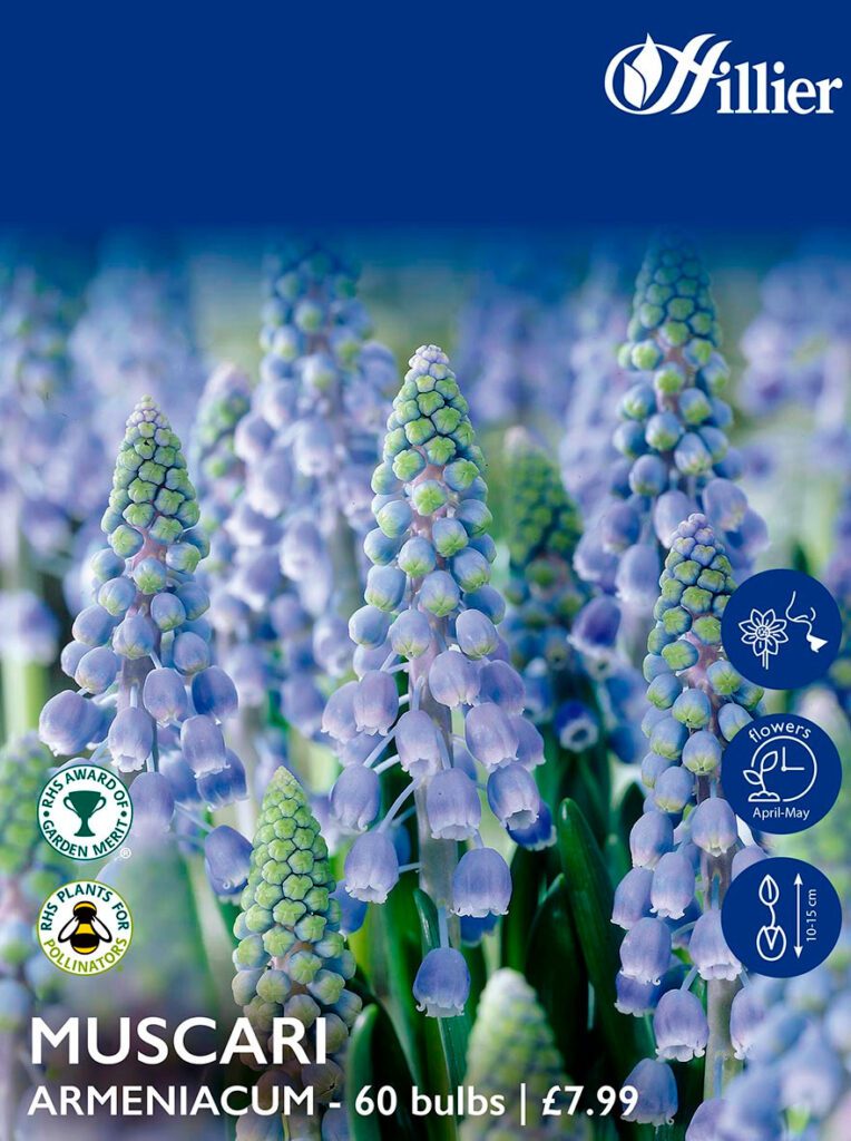 Muscari Bulbs Armeniacum 8718641996041 2