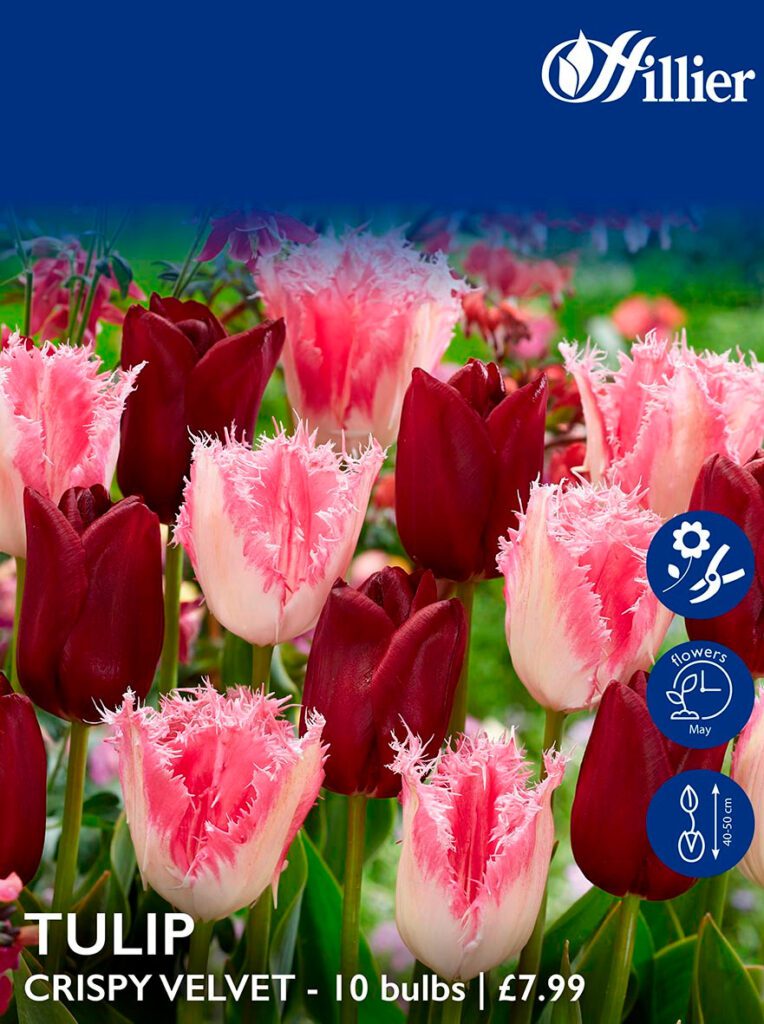 Tulip Bulbs Crispy Velvet Mix 8718641996225 2