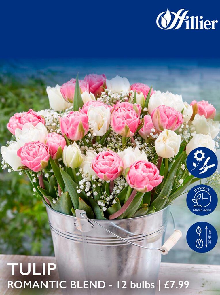 Tulip Bulbs Romantic Blend 8718641996263 2