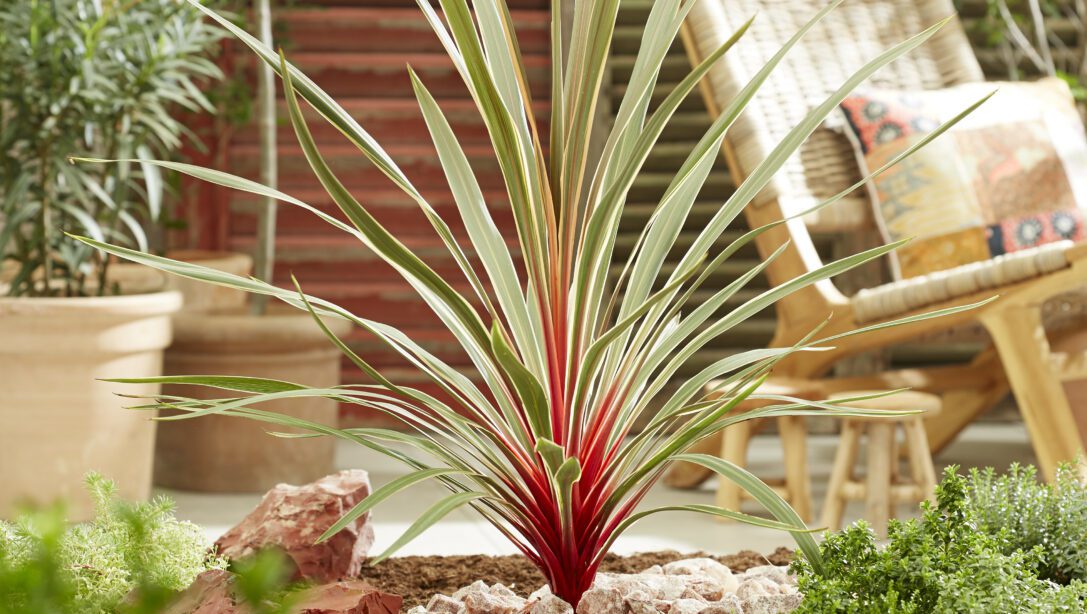 Cordyline in garden