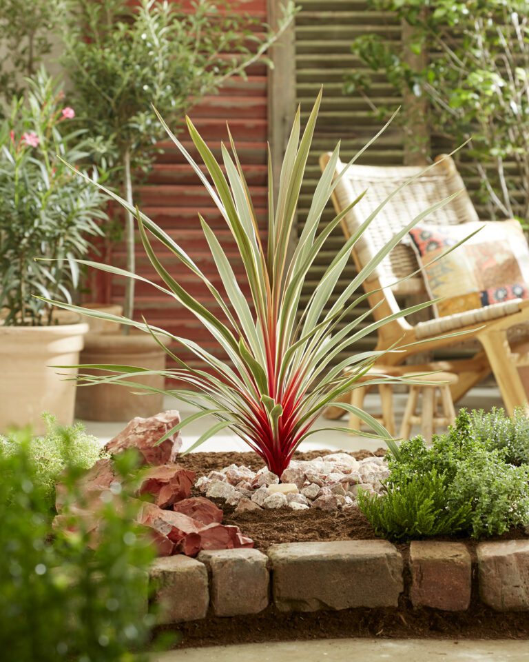 Cordyline in garden
