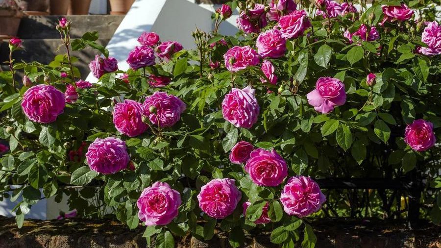 Gertrude Jekyll on a Wall English Rose Shrub