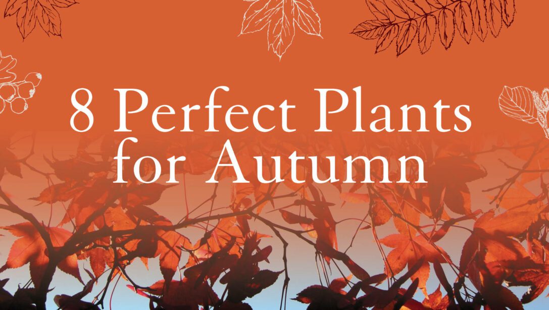 eight perfect plants for autumn banner