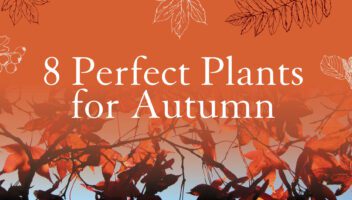 eight perfect plants for autumn banner