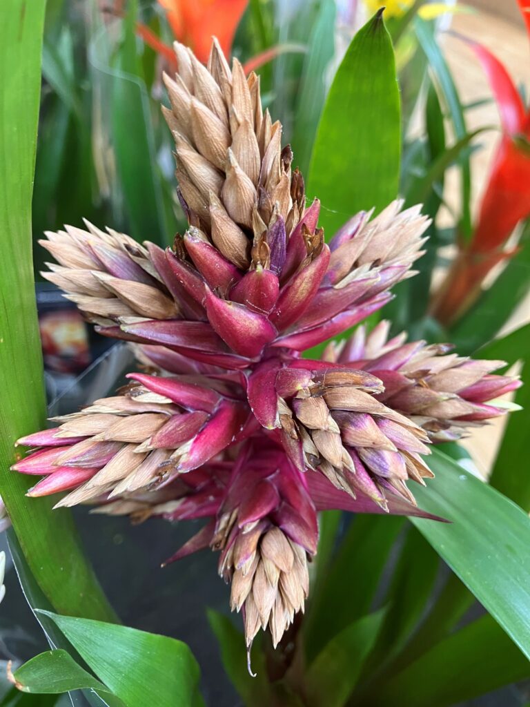 How to Look After Houseplants in the Summer