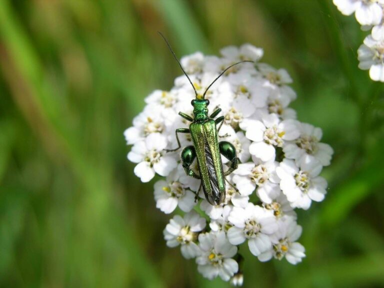 Bug Control for your Garden