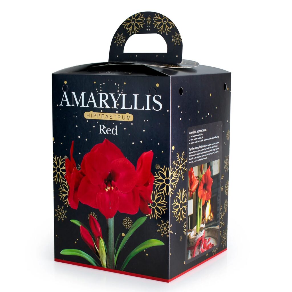 Amaryllis Red Bulb Gift Set 8711148237549 2