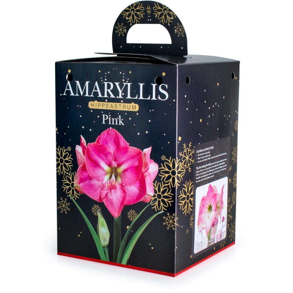 Amaryllis Pink Bulb Gift Set 8711148237556 2