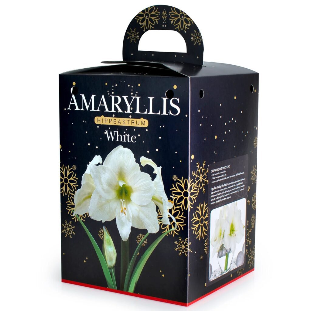 Amaryllis White Bulb Gift Set 8711148237563 2