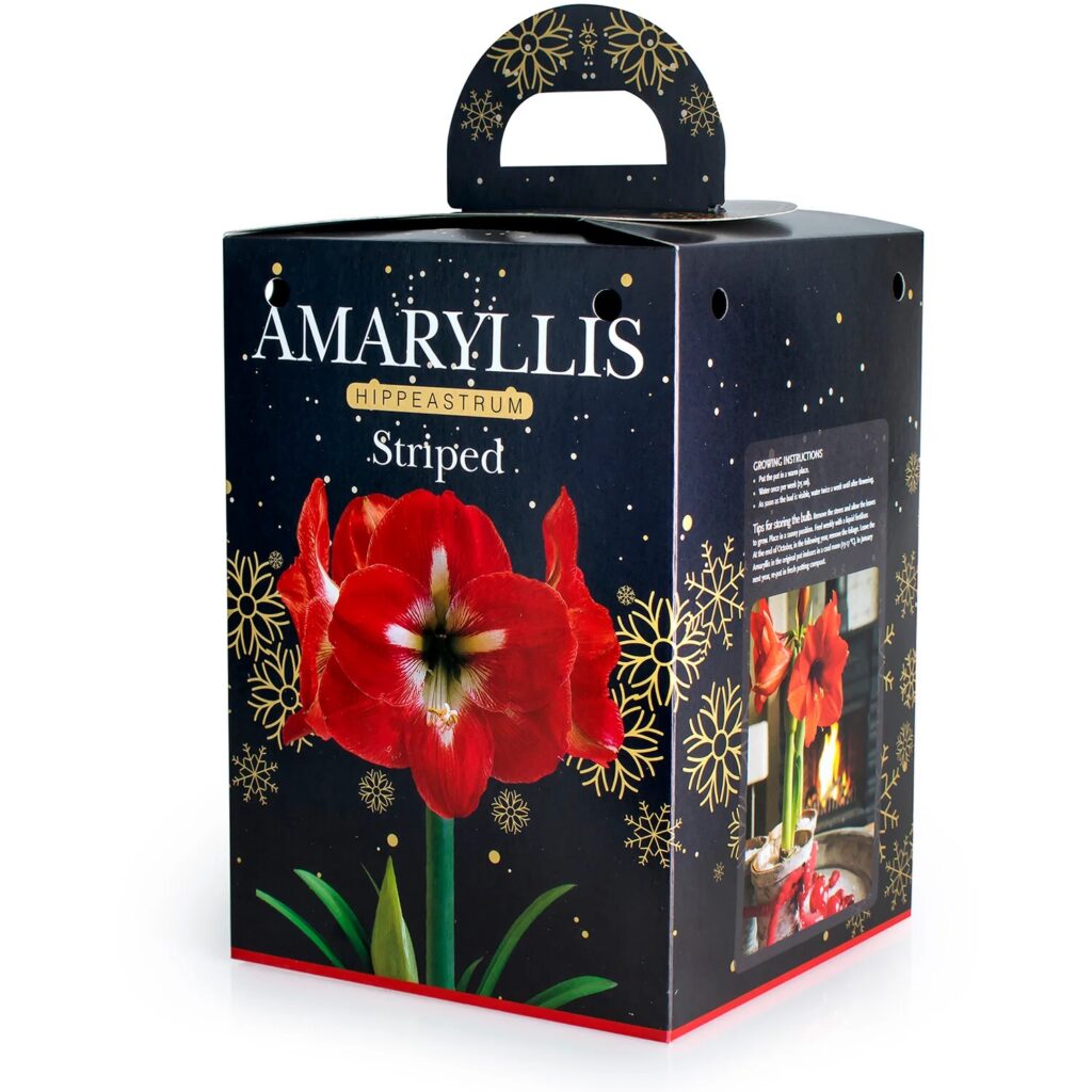 Amaryllis Striped Bulb Gift Set 8711148237570 2