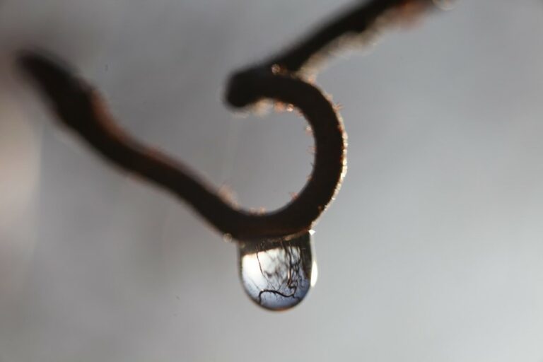 Gardening In a Sustainable Way