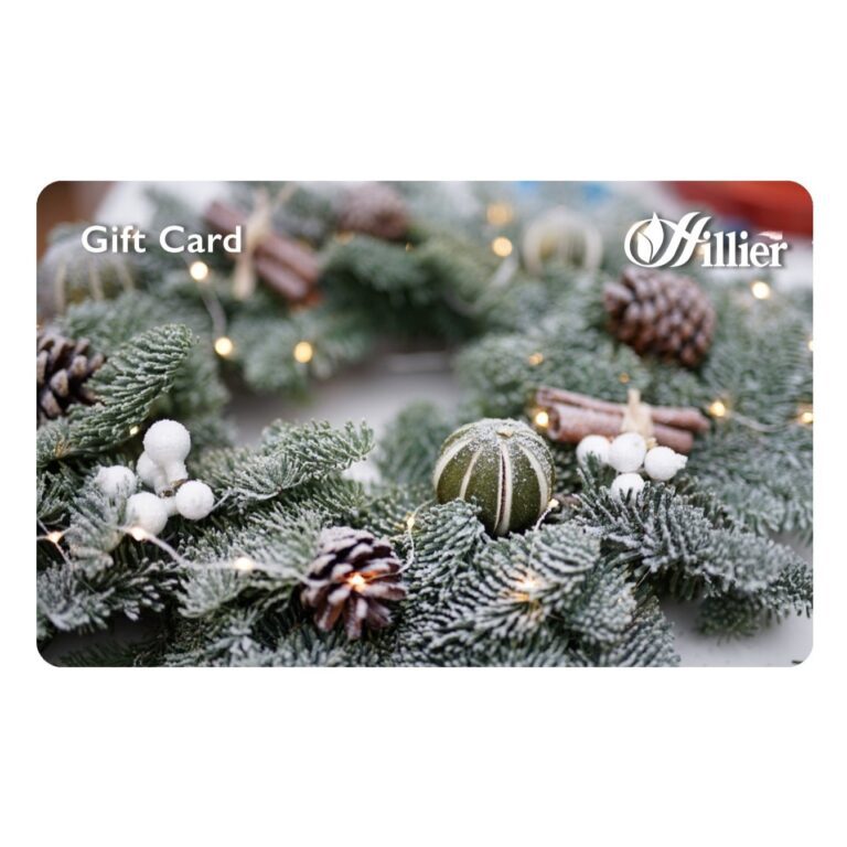 00360508 Hillier Gift Card Garland