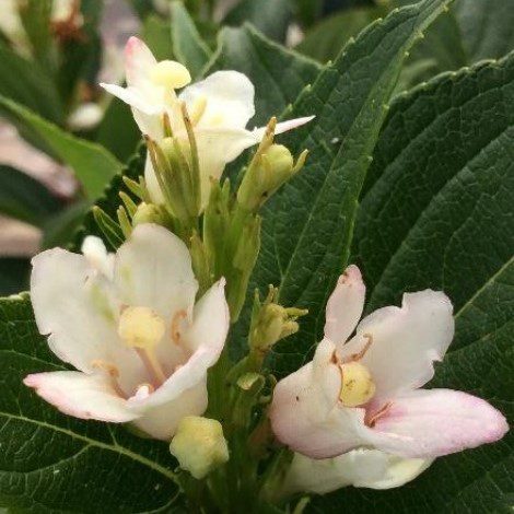 Weigela coraeensis ‘Oriental Pearl’ 3L 5023242361192