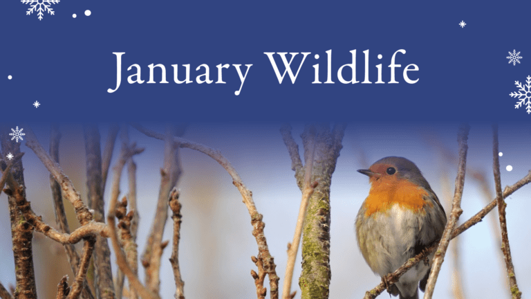 January Wildlife Web Banner