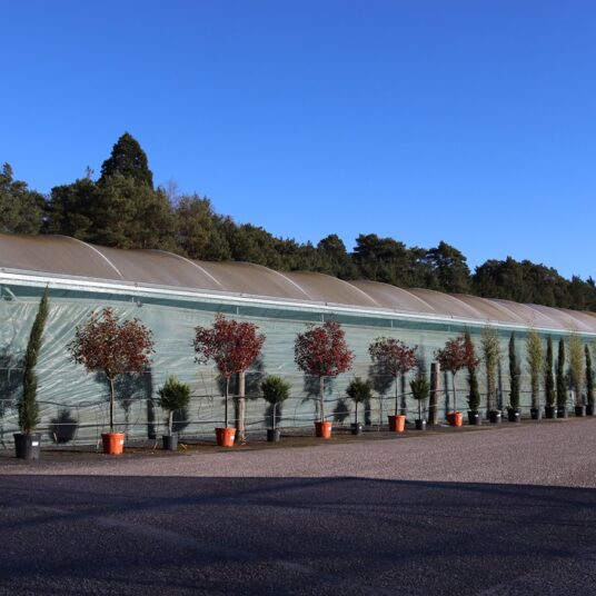 LCS Cash and Carry IMG 6219