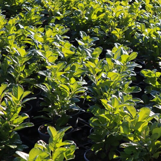 LCS Cash and Carry IMG 6220