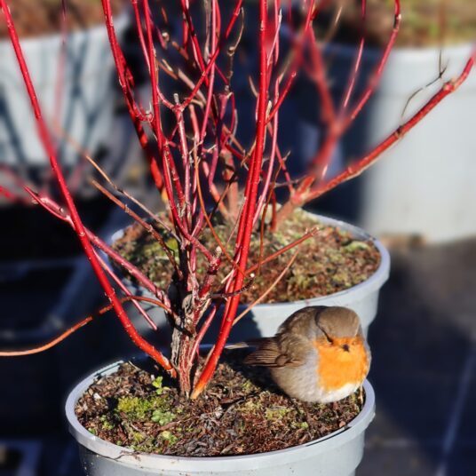 LCS Cash and Carry IMG 6224