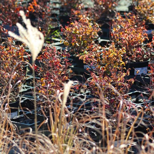 LCS Cash and Carry IMG 6230