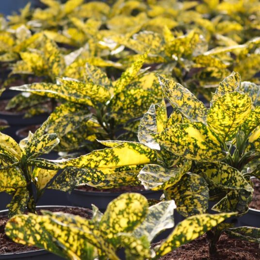 LCS Cash and Carry IMG 6359