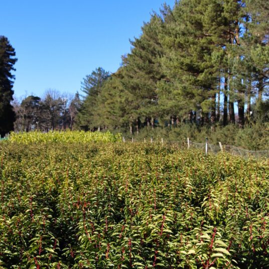 LCS Cash and Carry IMG 6381