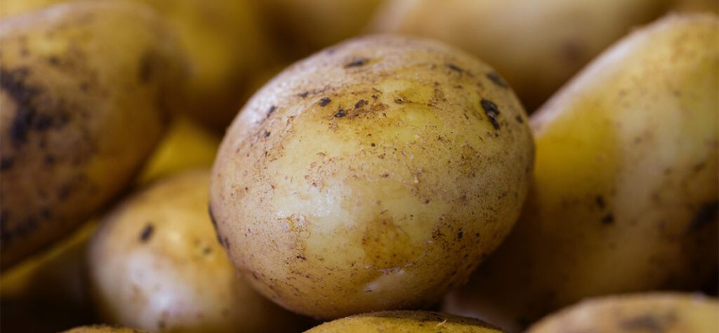 freshly harvested potatoes Inline Image Wde