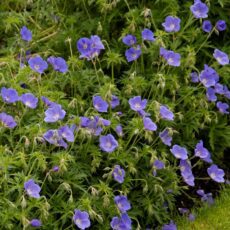 geranium johnsons blue 2l planted 5023242057798