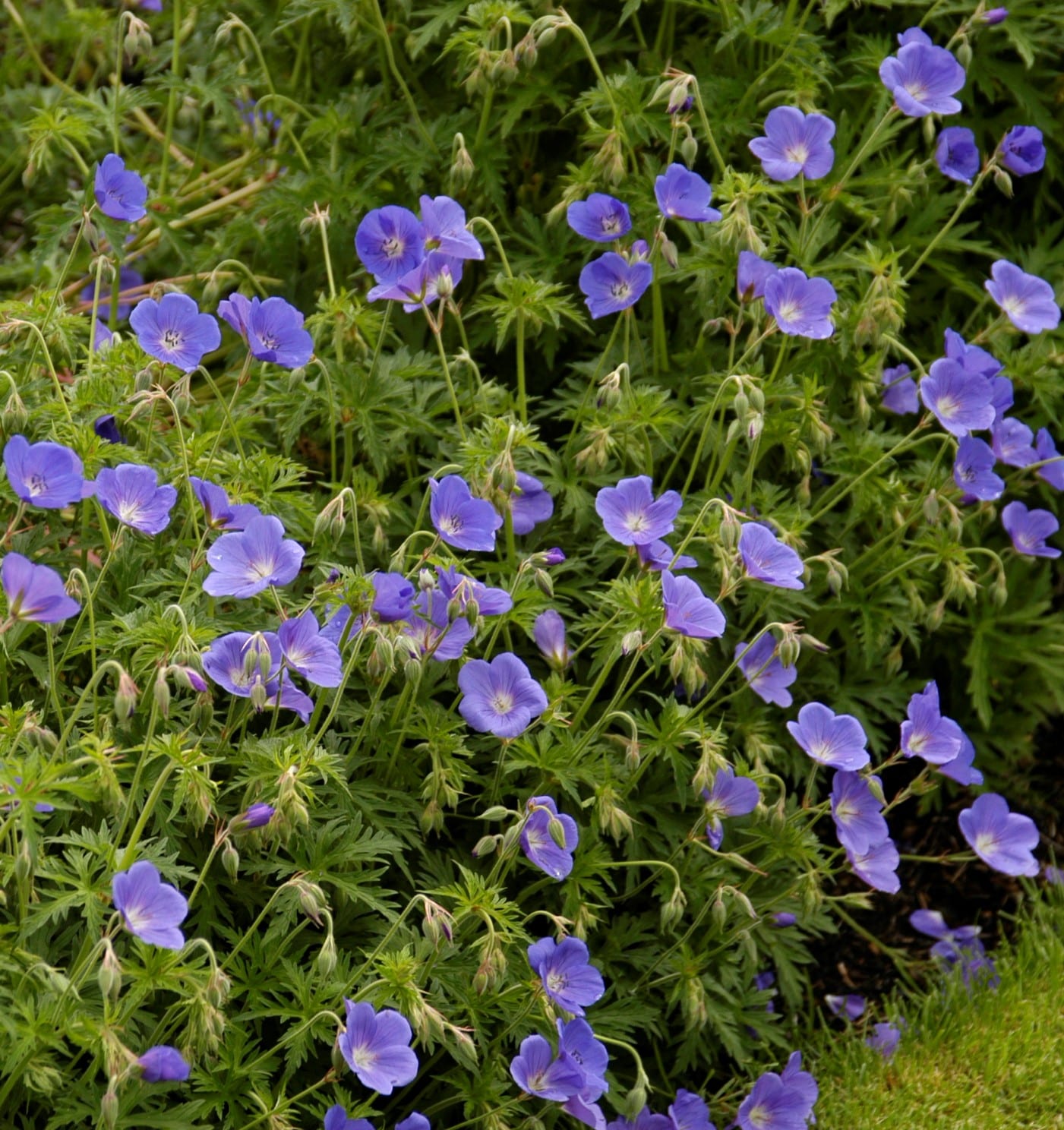 geranium johnsons blue 2l planted 5023242057798