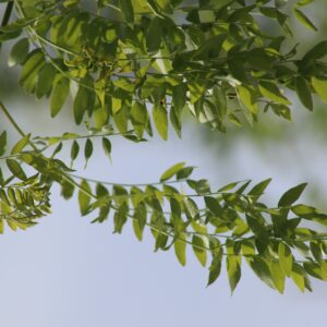 zelkova serrata green vase leaves foliage green summer tree