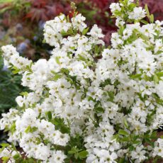 Exochorda racemosa Niagara