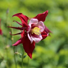 5023242325149 Aquilegia Georgia 2L