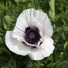 5023242345352 Papaver orientale Royal Wedding
