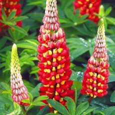 5023242355740 Lupinus 'Tequila Flame'
