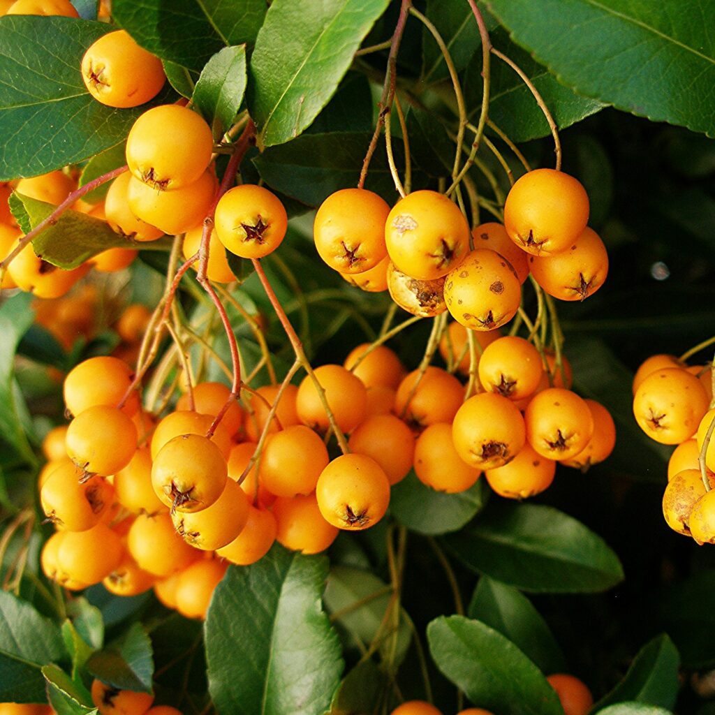 Pyracantha ‘Golden Charmer’ 3L 5023242356723 2