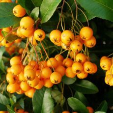 5023242356723 Pyracantha Golden Charmer