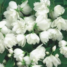 5023242379470 Philadelphus Snowbelle