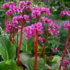 5023242391991 Bergenia 'Autumn Magic'